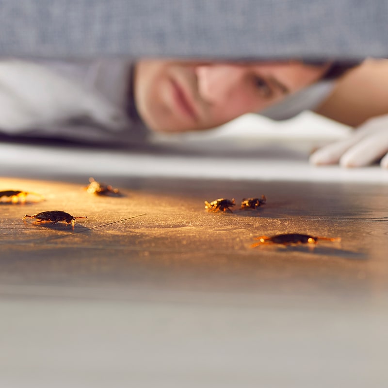 Inspection d'infestation de cafards. Un technicien ganté regarde sous une fente où plusieurs blattes rampant sont éclairées.