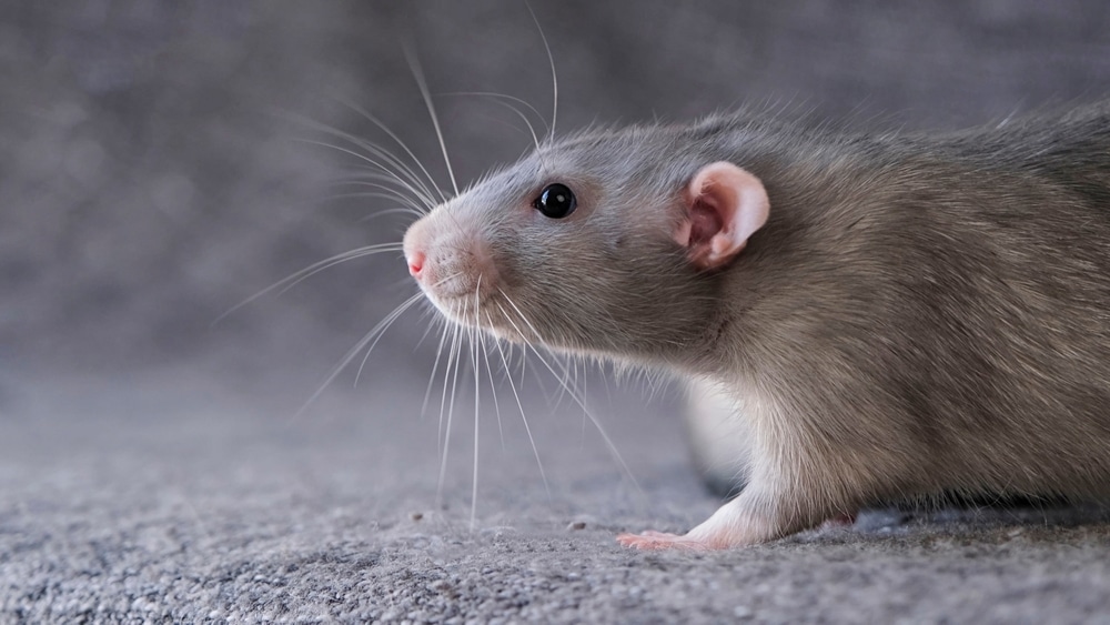 Rat gris domestique : portrait fascinant en gros plan. Gros plan latéral d'un rat domestique gris. Il renifle avec son museau rose, ses longues vibrisses blanches dressées sur une surface granuleuse.